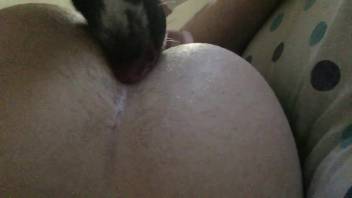 Detailed analingus clip featuring a butt-licking pup