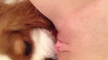 Fluffy dog tongues a lady's soaked pussy in a messy homemade test