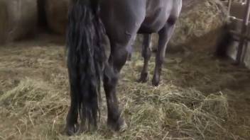 Excited vixen indulges in the passion of fellating the stallion's shaft