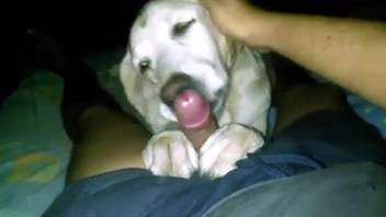 Loyal Labrador canine laps at proprietor's member in messy styles