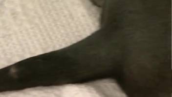Pair of bi girls relish fisting and zoophilia